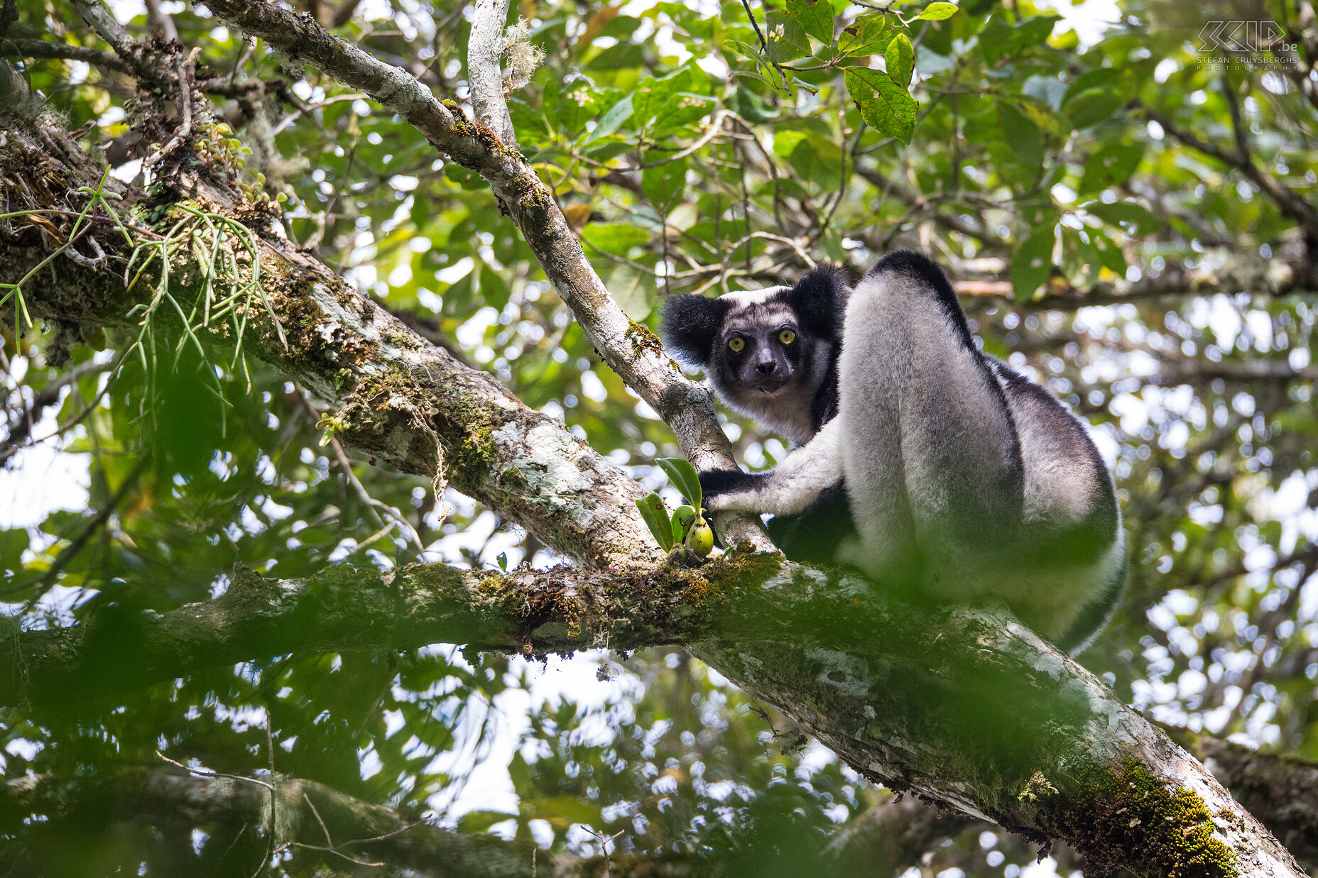 Andasibe - Indri The indri (Indri indri) is the largest living lemur and they live in the lowland and montane forests of a small part of the east coast of Madagascar. It is a very special animal but it can be easily seen in the rainforests of Andasibe and Mantadia. They can reach nearly 120cm and they weigh between 6 and 9.5kg.  The indri is well known for its impressive loud and distinctive songs. If you've heard it once, you will not forget it. Stefan Cruysberghs